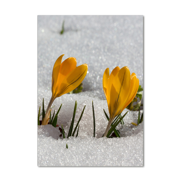 Glass art picture Yellow crocuses