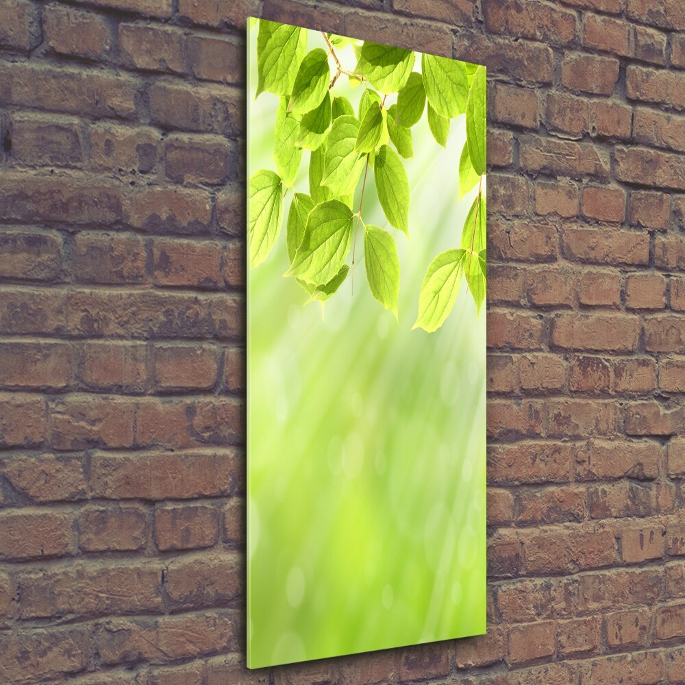 Photo printed on glass Green leaves