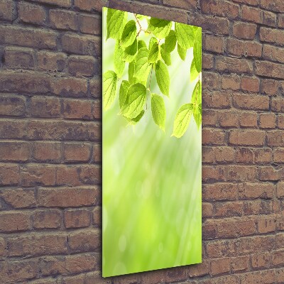 Photo printed on glass Green leaves