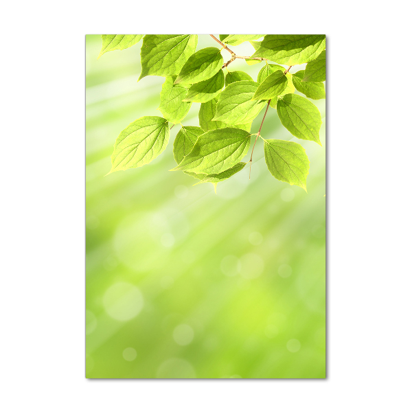 Photo printed on glass Green leaves