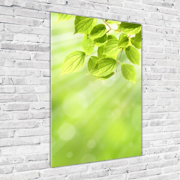 Photo printed on glass Green leaves