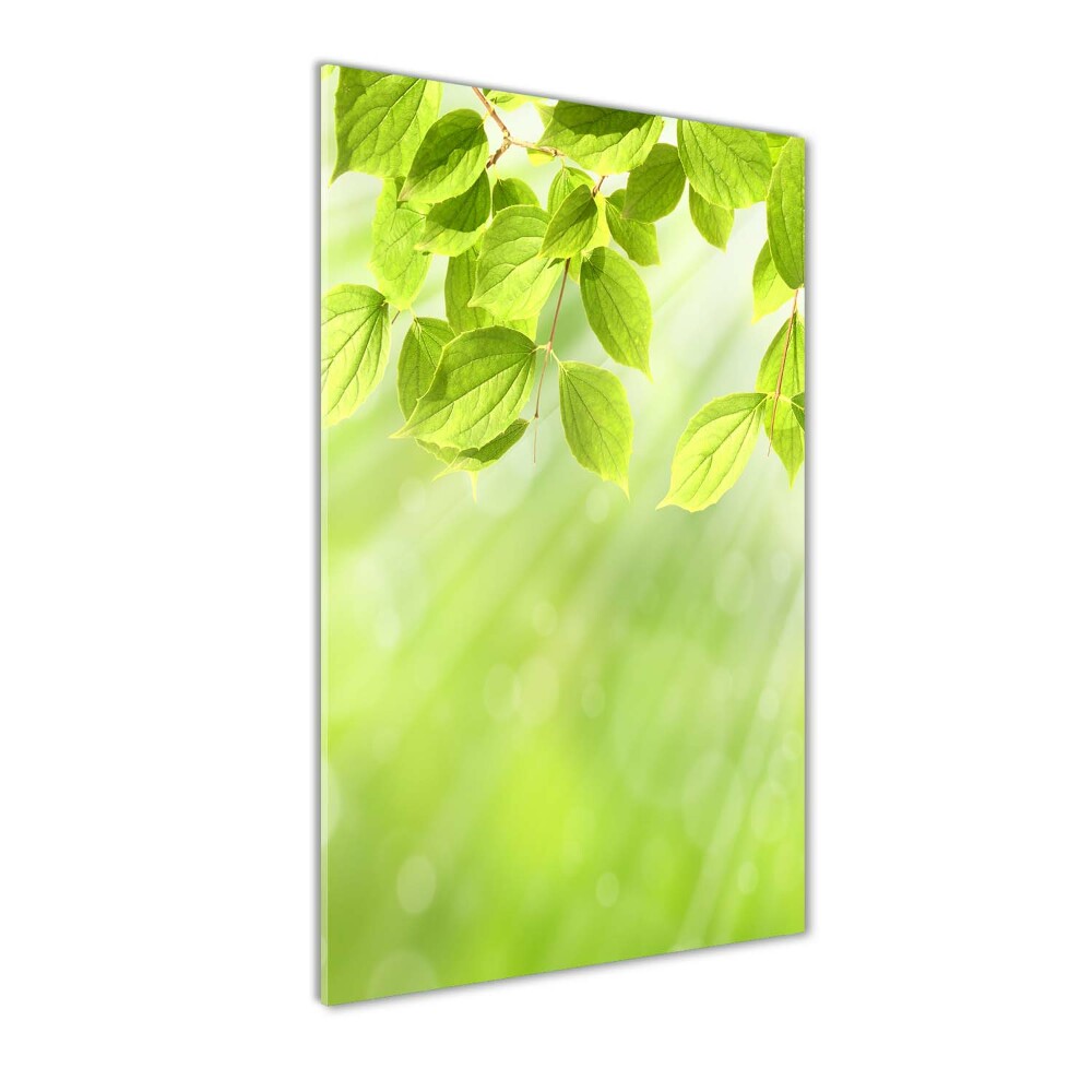 Photo printed on glass Green leaves