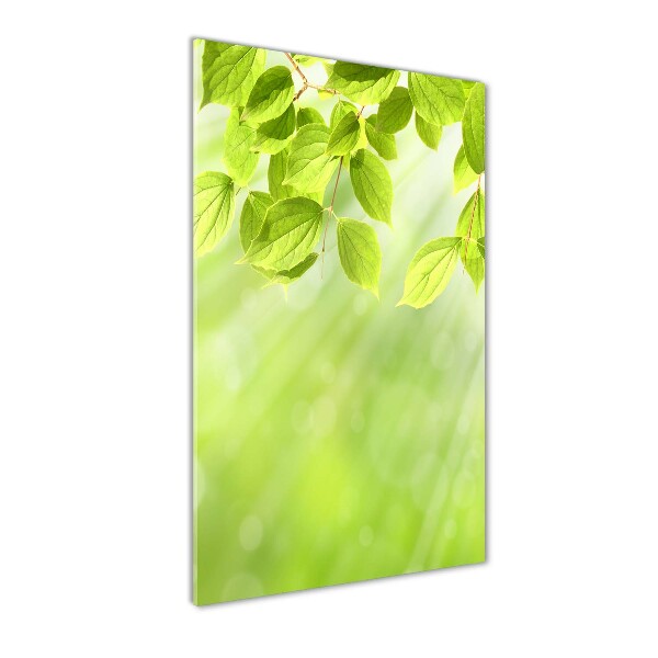 Photo printed on glass Green leaves