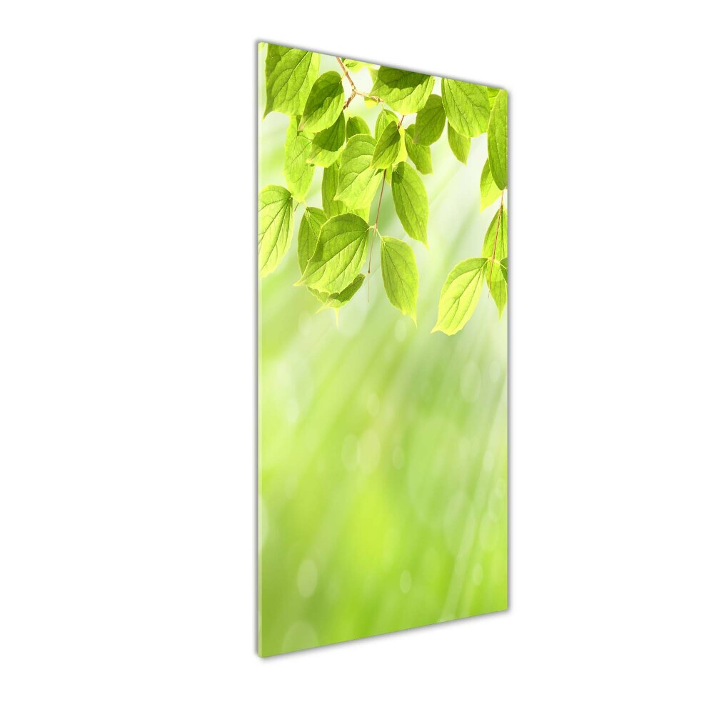 Photo printed on glass Green leaves