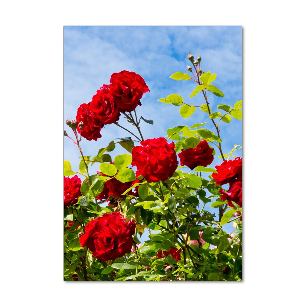 Photo printed on glass Wild Rose