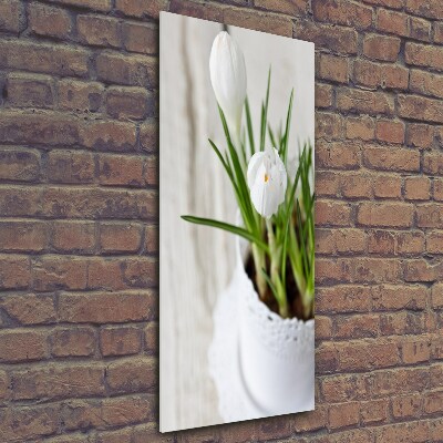 Photo printed on glass White crocuses