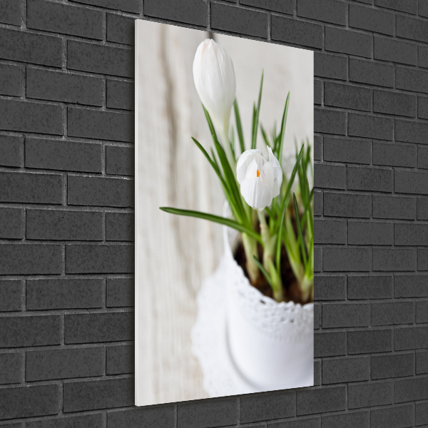 Photo printed on glass White crocuses