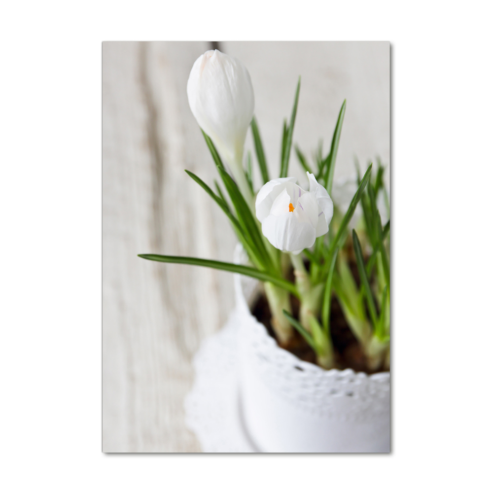 Photo printed on glass White crocuses