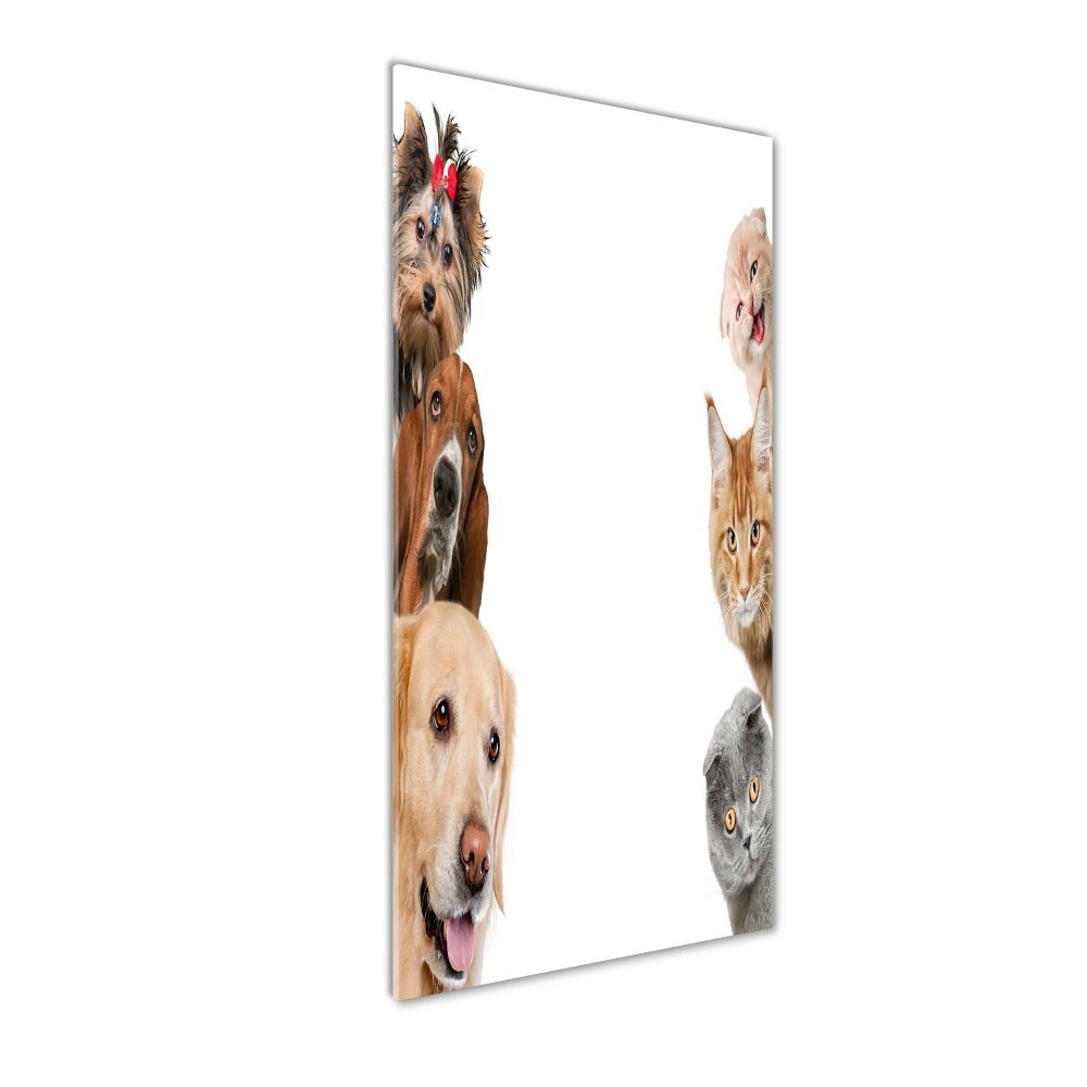 Wall art on glass Dogs and cats