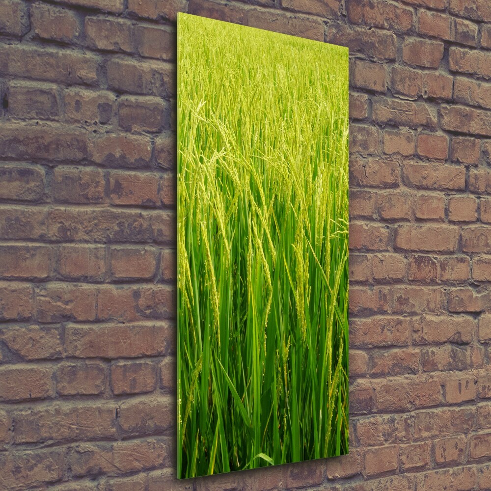 Photo printed on glass Rice plantation