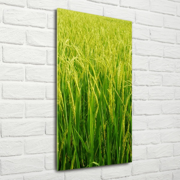 Photo printed on glass Rice plantation