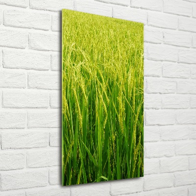 Photo printed on glass Rice plantation