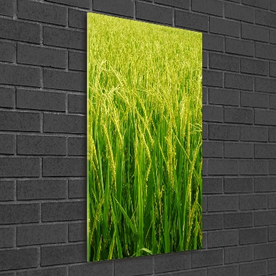 Photo printed on glass Rice plantation