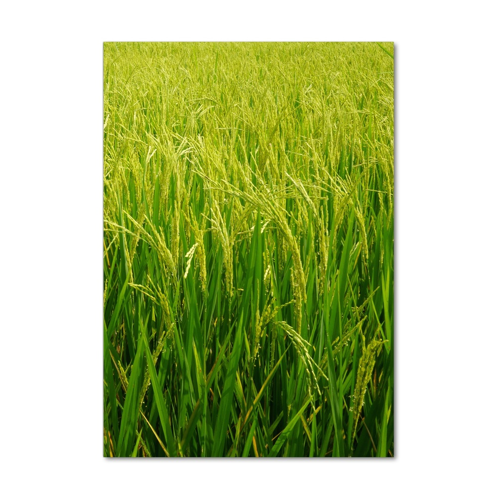 Photo printed on glass Rice plantation