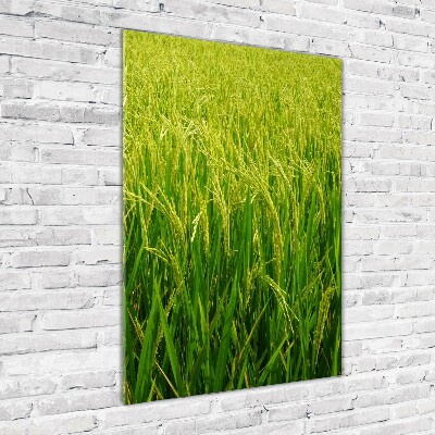 Photo printed on glass Rice plantation