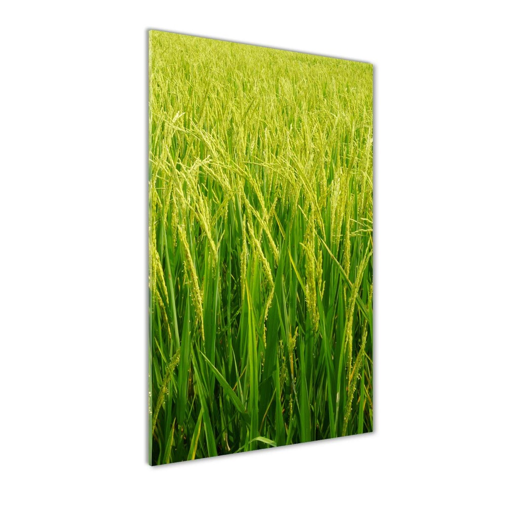 Photo printed on glass Rice plantation