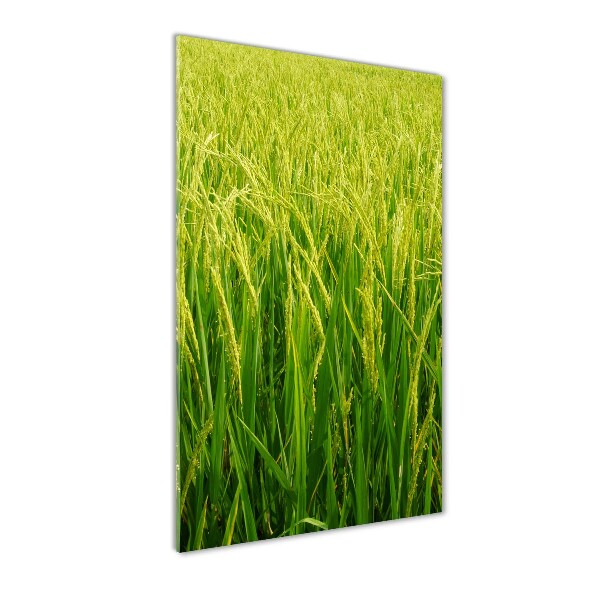 Photo printed on glass Rice plantation