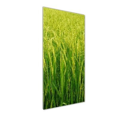 Photo printed on glass Rice plantation