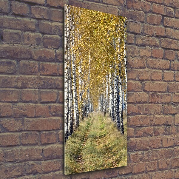 Photo printed on glass Birch forest