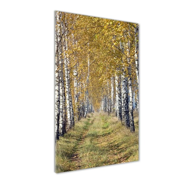 Photo printed on glass Birch forest