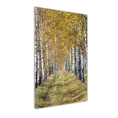 Photo printed on glass Birch forest