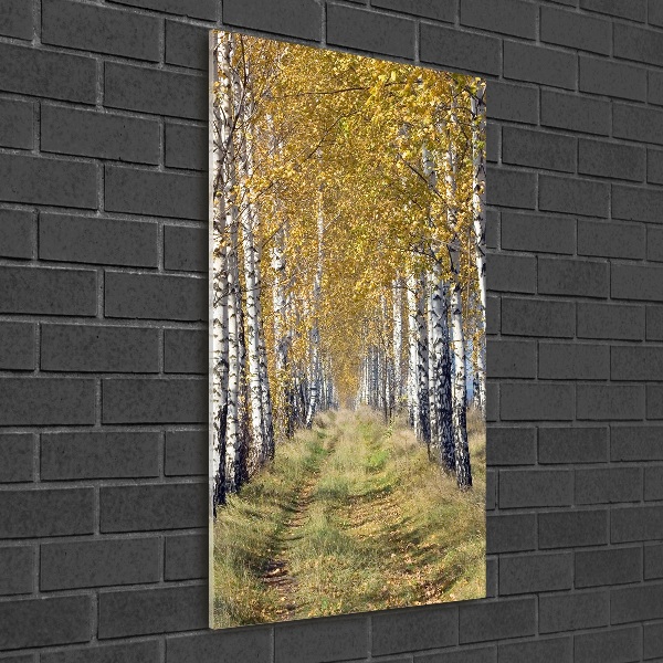 Photo printed on glass Birch forest