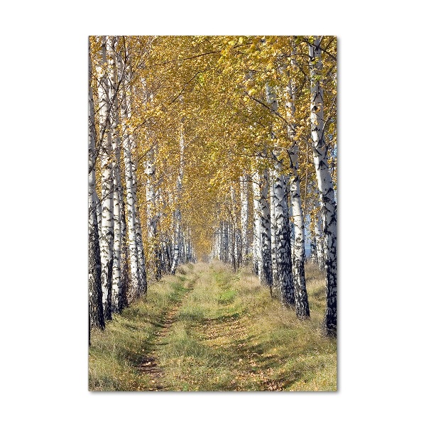 Photo printed on glass Birch forest