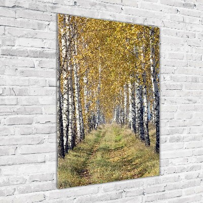 Photo printed on glass Birch forest