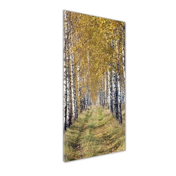 Photo printed on glass Birch forest