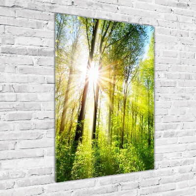 Photo printed on glass The sun in the forest