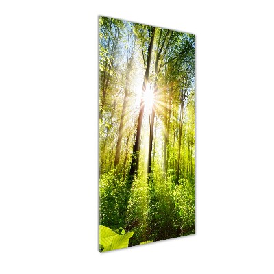 Photo printed on glass The sun in the forest