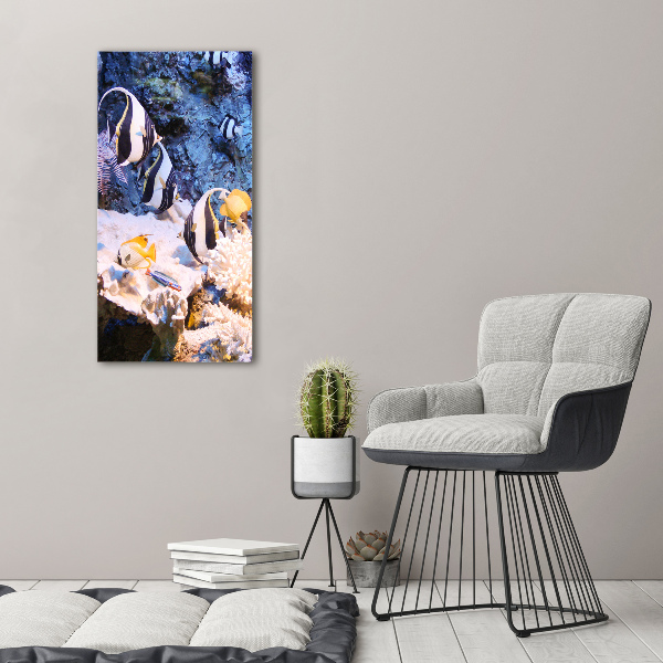 Photo printed on glass Coral reef