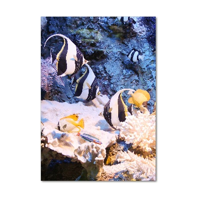 Photo printed on glass Coral reef