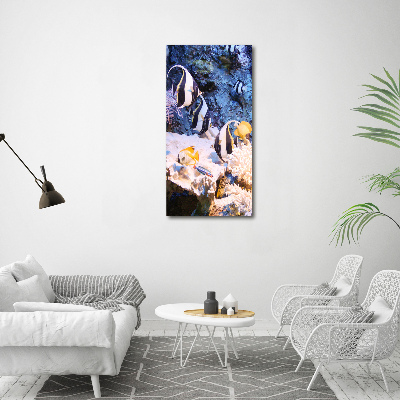 Photo printed on glass Coral reef