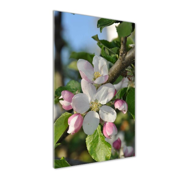 Photo printed on glass Cherry blossoms