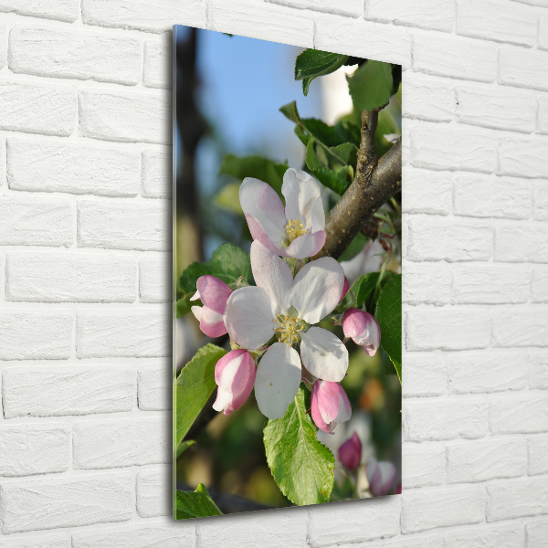 Photo printed on glass Cherry blossoms