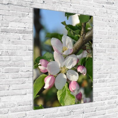 Photo printed on glass Cherry blossoms