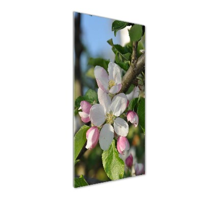 Photo printed on glass Cherry blossoms