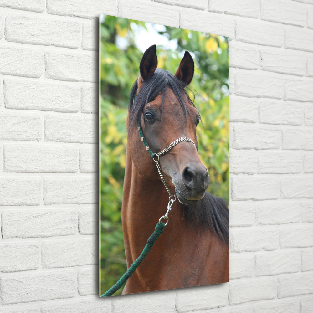 Print on a a glass Portrait of a horse