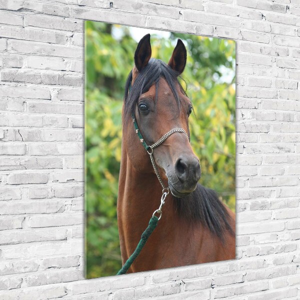 Print on a a glass Portrait of a horse