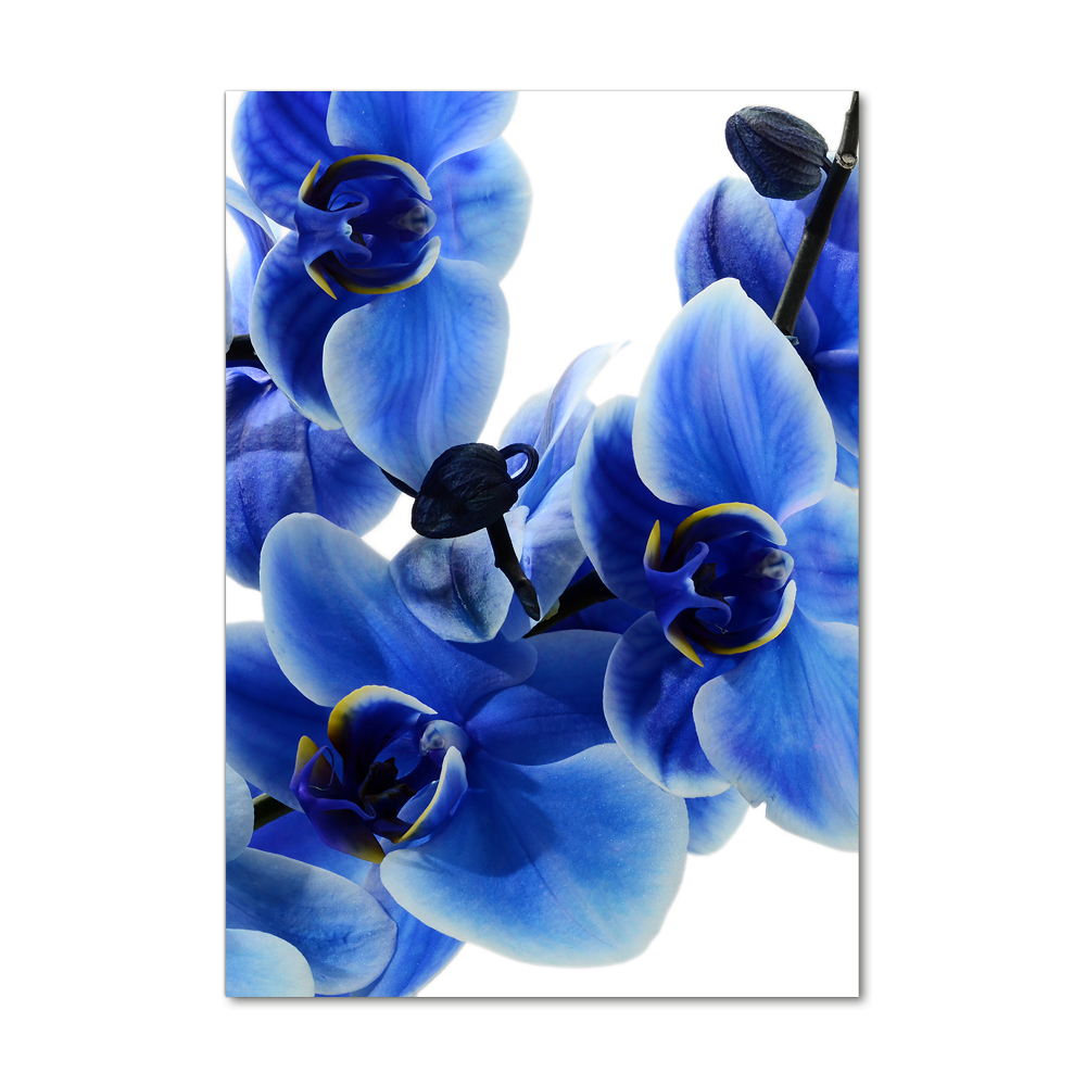 Photo printed on glass Blue orchid