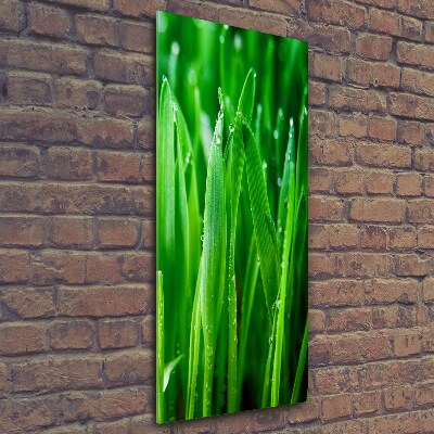 Photo printed on glass Blade of grass