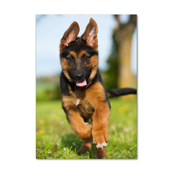 Glass wall art German Shepherd