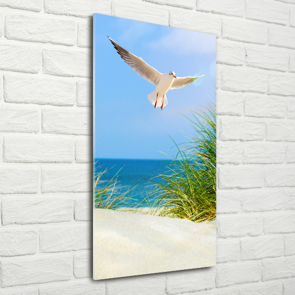 Photo printed on glass Seagull over the dunes