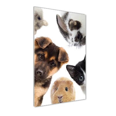 Wall art on glass Pets