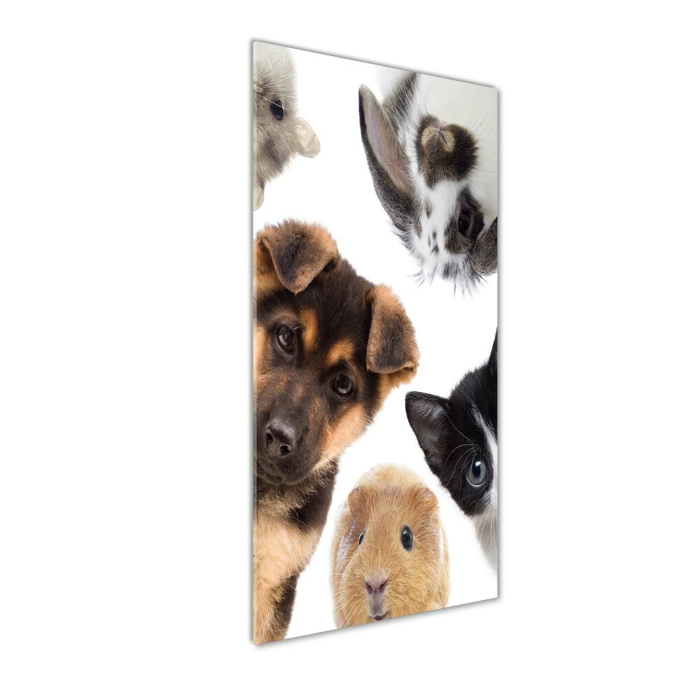 Wall art on glass Pets