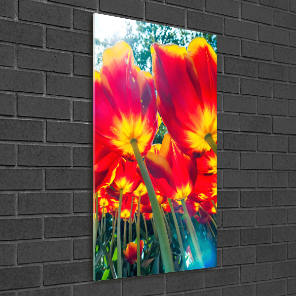 Printed glass wall art Red tulips