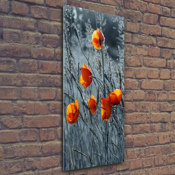 Wall art on glass Field poppies