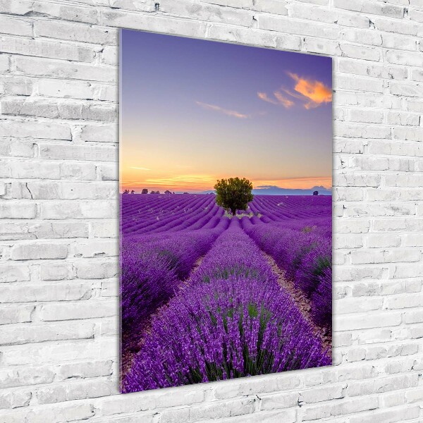 Wall art on glass Lavender field