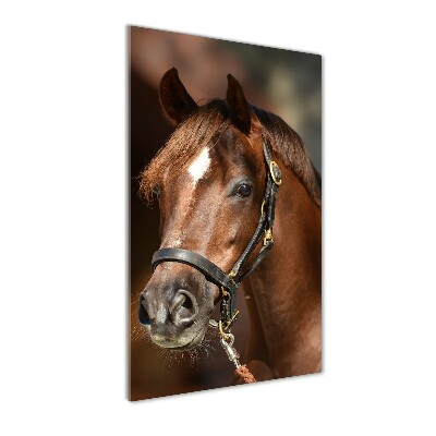 Wall art on glass Portrait of a horse